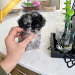 DEXTER - MALE (PURCHASED by CHRISTINE)