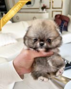 CREAMY - FEMALE (PURCHASED by RITA)