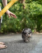 DONATELLA - FEMALE (PURCHASED by MOHAMMAD) - Image 3