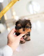 EMMA - FEMALE (PURCHASED by MONICA)