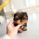 EMMA - FEMALE (PURCHASED by MONICA)