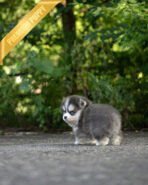 OSCAR - MALE (PURCHASED by DILA) - Image 4