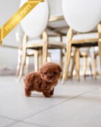 SIMON - MALE (PURCHASED by LOUIE) - Image 4