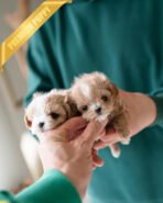 JOSIE & CAMILLE - FEMALE - Image 3