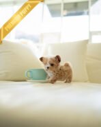 DOLORES - FEMALE (PURCHASED by MELBOURNE) - Image 7