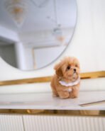 TEDDY - MALE (PURCHASED by LINDA)