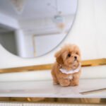 TEDDY - MALE (PURCHASED by LINDA)