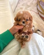 GAVIN - MALE (PURCHASED by JUN) - Image 2