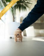 HENRI - MALE (PURCHASED by SARA) - Image 5