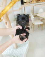 PIPER - MALE (PURCHASED by KATHY)