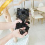 PIPER - MALE (PURCHASED by KATHY)