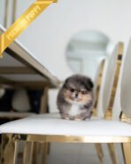 BAMBI - MALE (PURCHASED by ANA) - Image 4