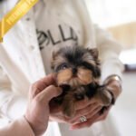 KOFI - MALE (PURCHASED by DOUGLAS)