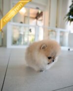 POMY - FEMALE (PURCHASED by ERIKA) - Image 4