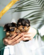 ZIGGY - MALE (PURCHASED by KIM)