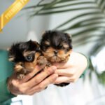 ZIGGY - MALE (PURCHASED by KIM)