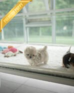 EWAN - MALE (PURCHASED by ABDULLAH) - Image 4