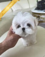 LOUIE - MALE (PURCHASED by RACHEL) - Image 2