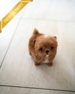 CHLOE - FEMALE (PURCHASED by AZIZ)