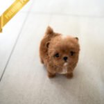 CHLOE - FEMALE (PURCHASED by AZIZ)