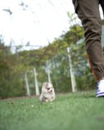 HURRICANE - MALE (PURCHASED by KURDI) - Image 2