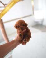 JACK - MALE (PURCHASED by TELLI) - Image 2