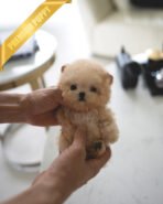 BELLA - FEMALE (PURCHASED by TRENTON)