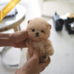 BELLA - FEMALE (PURCHASED by TRENTON)