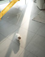 ARTHUR - MALE (PURCHASED by HADASSAH) - Image 5