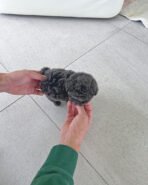 CAPRI - FEMALE (PURCHASED by ARACELI) - Image 3