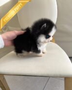 KODA - MALE (PURCHASED by KELLY) - Image 3