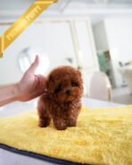 ROSIE - FEMALE (PURCHASED by KATE) - Image 3