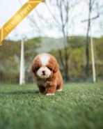 CHLOE - FEMALE (PURCHASED by EVA) - Image 5