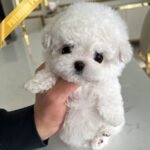 GIGI - FEMALE (PURCHASED by LILIANA)