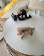 DEXTER - MALE (PURCHASED by GARRICK) - Image 5