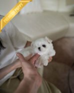 ARCHIE - MALE (PURCHASED by PATRICIA) - Image 2