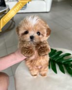 MYLES - MALE (PURCHASED by ROMAN)