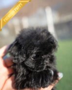 HUGO - MALE (PURCHASED by LOURDES) - Image 5