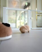 MOCHI - FEMALE (PURCHASED by JE) - Image 4