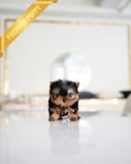 LILY - FEMALE (PURCHASED by ALEJANDRO) - Image 2