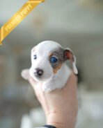 PIPPA - FEMALE - Image 2