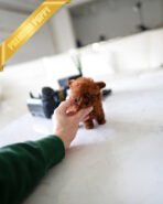 LUNA - FEMALE (PURCHASED by VANESA) - Image 5