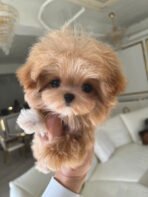 SELENA - FEMALE (PURCHASED by NIPAPAN) - Image 2