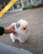 NELLIE- FEMALE (PURCHASED by PARK) - Image 3