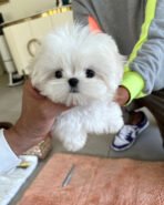 SKYLAR - FEMALE (PURCHASED by ANA)