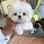 SKYLAR - FEMALE (PURCHASED by ANA)