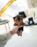 KOFI - MALE (PURCHASED by TAMARA)