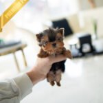 KOFI - MALE (PURCHASED by TAMARA)