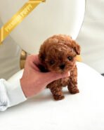 COOPER - MALE (PURCHASED by LIANA) - Image 4