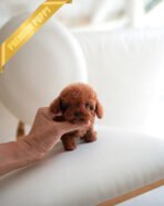 SIMON - MALE (PURCHASED by MARIO) - Image 3